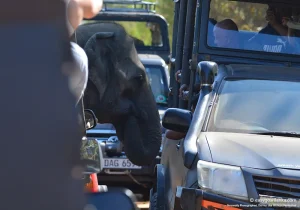 Yala Safari, Observe wild Asian elephants.