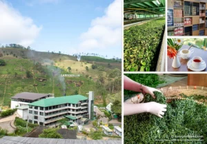 Visit a working tea factory in Sri Lanka