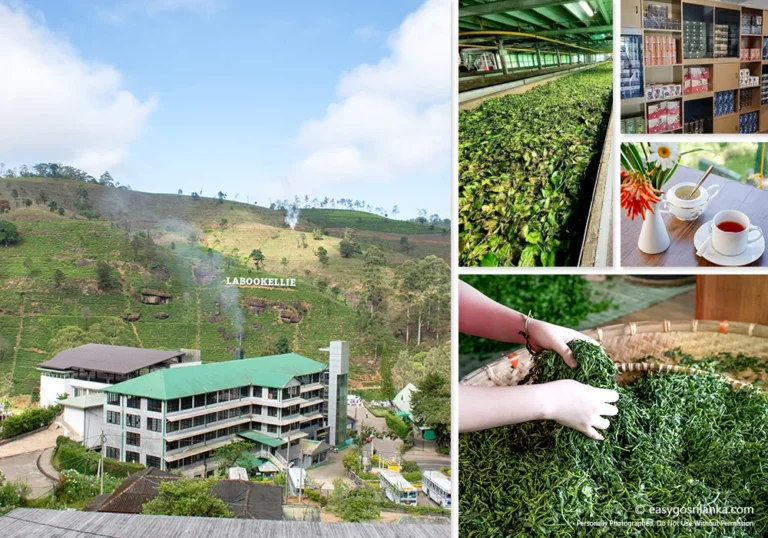 Visit a working tea factory in Sri Lanka
