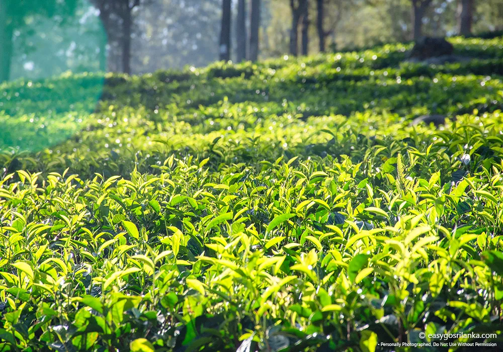 Tea Plantation Landscape