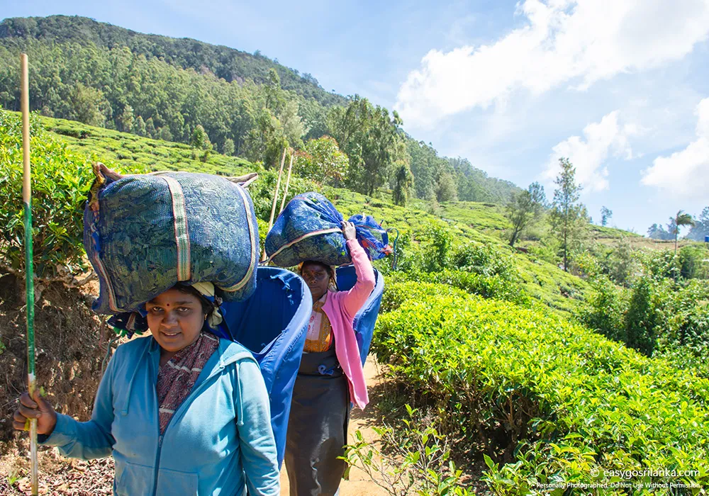 Meet tea workers where appropriate.