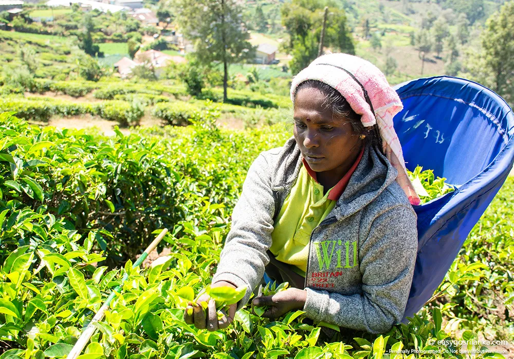 Observe traditional tea-picking practices.