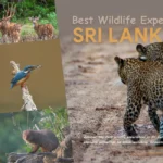Best Wildlife Experiences in Sri Lanka
