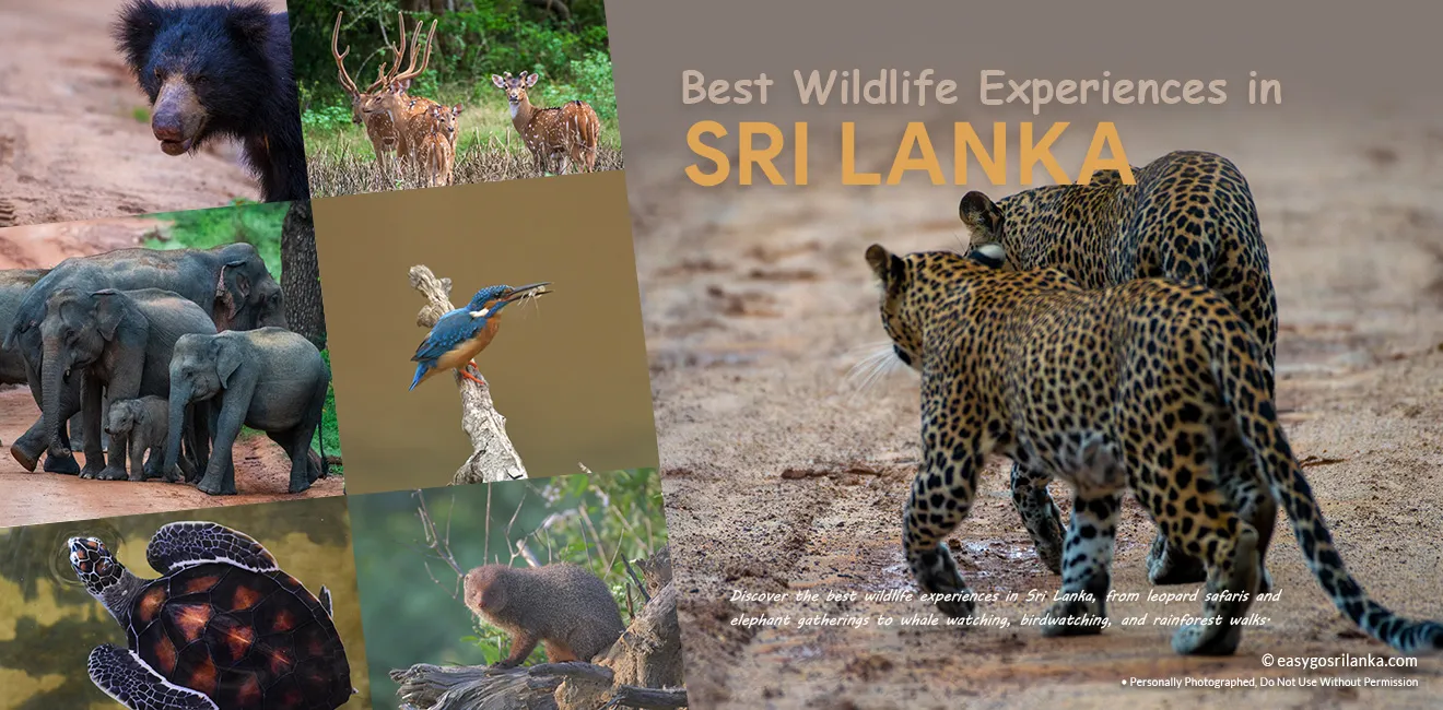 Best Wildlife Experiences in Sri Lanka