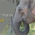 How to Plan Your First Trip to Sri Lanka