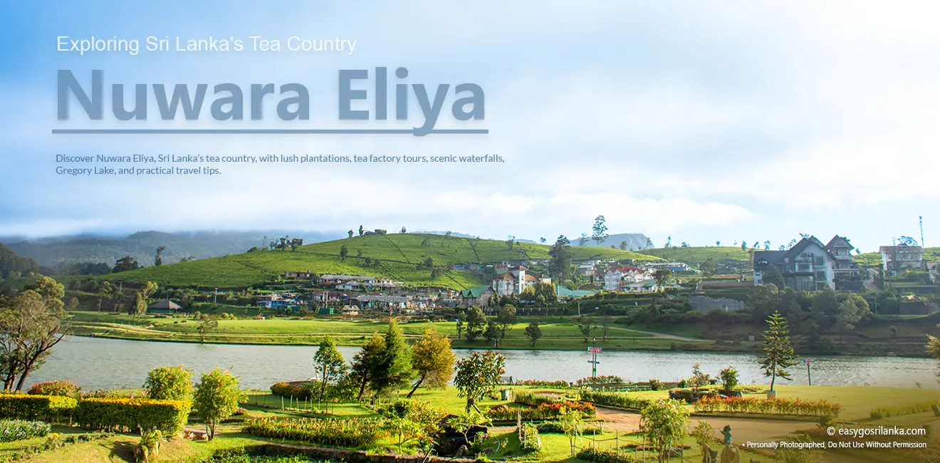 Lush green tea plantations in Nuwara Eliya, Sri Lanka